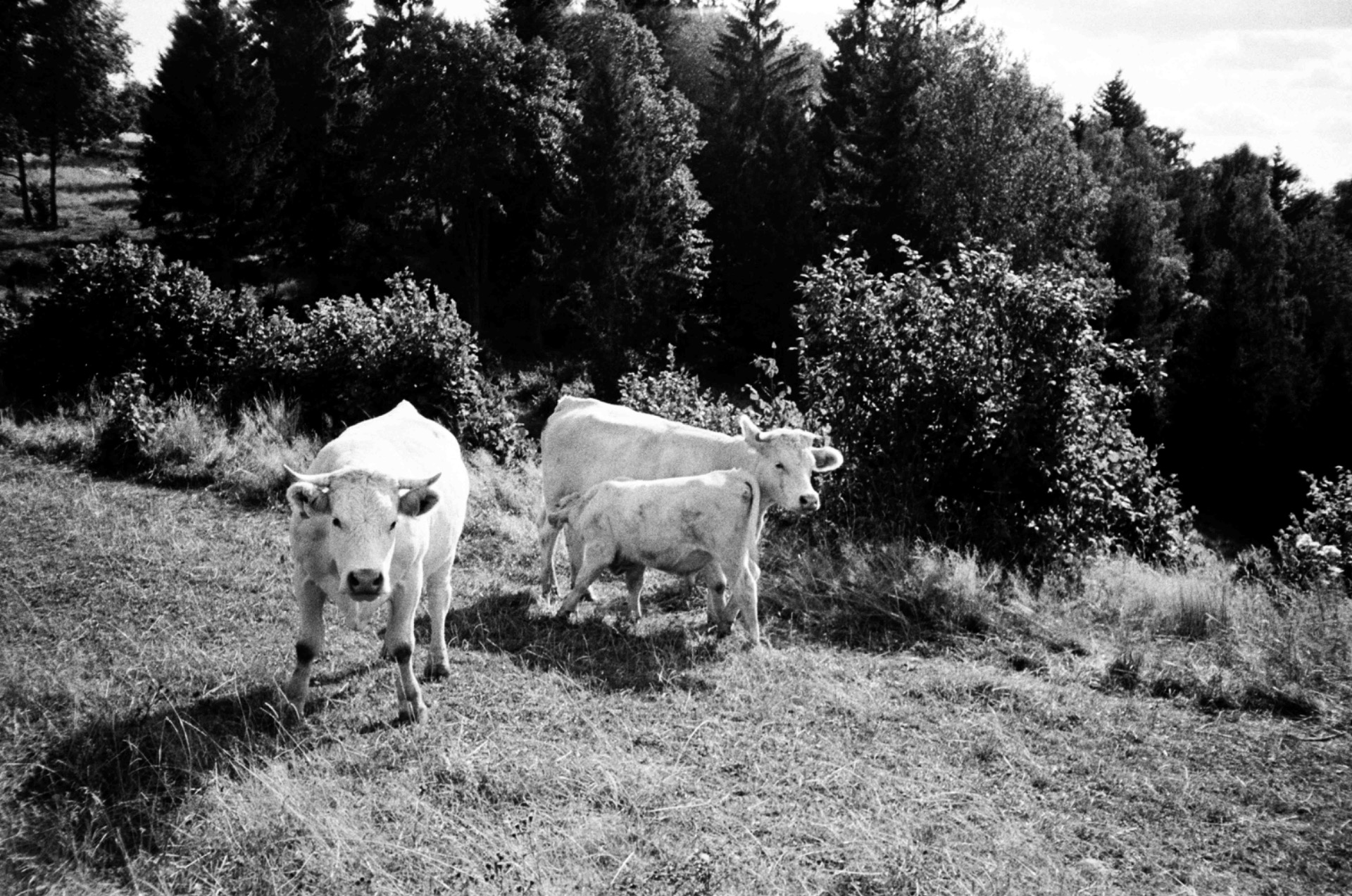 Fine art black and white photograph